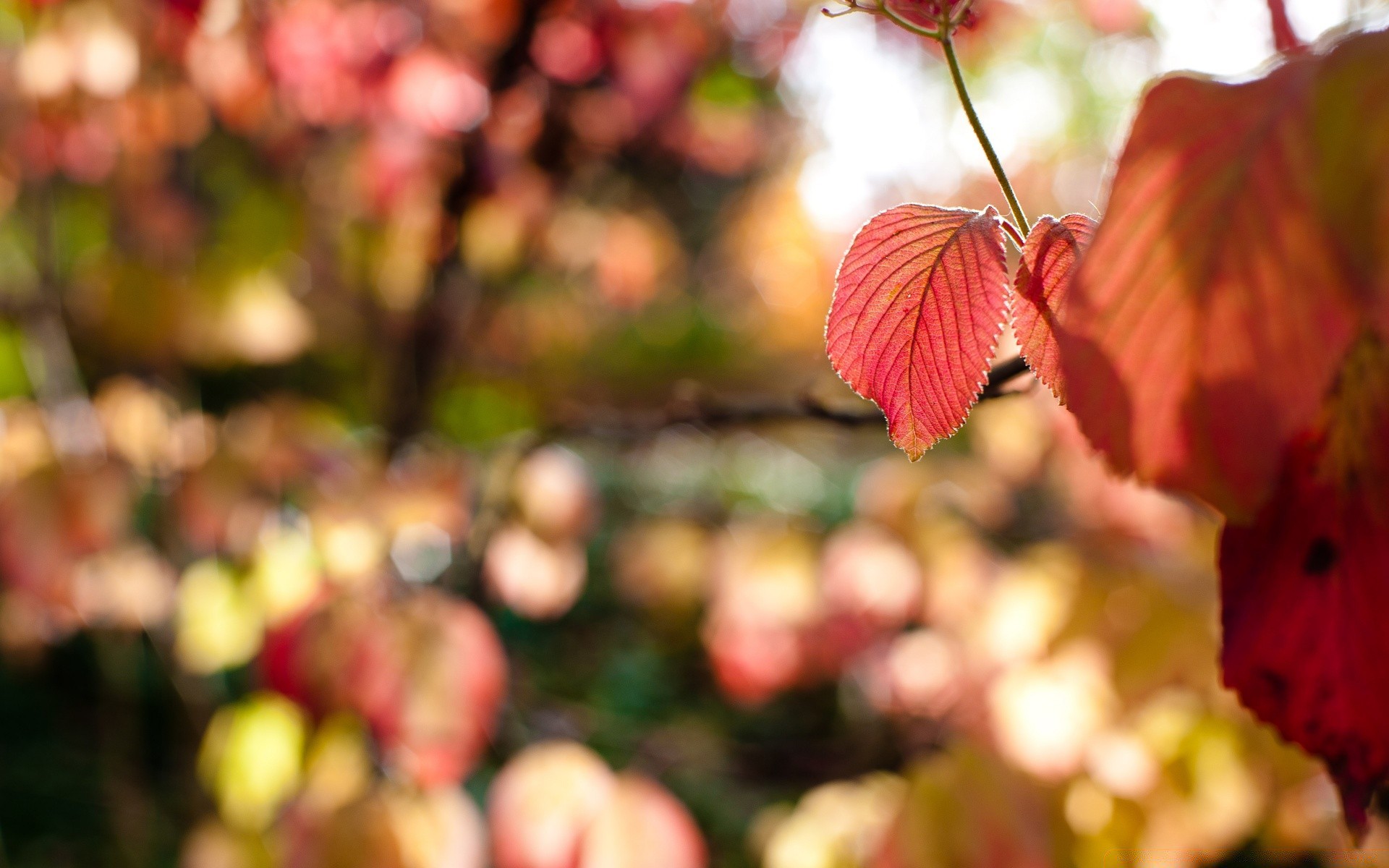 autumn leaf nature fall flora season garden color outdoors tree bright branch growth park