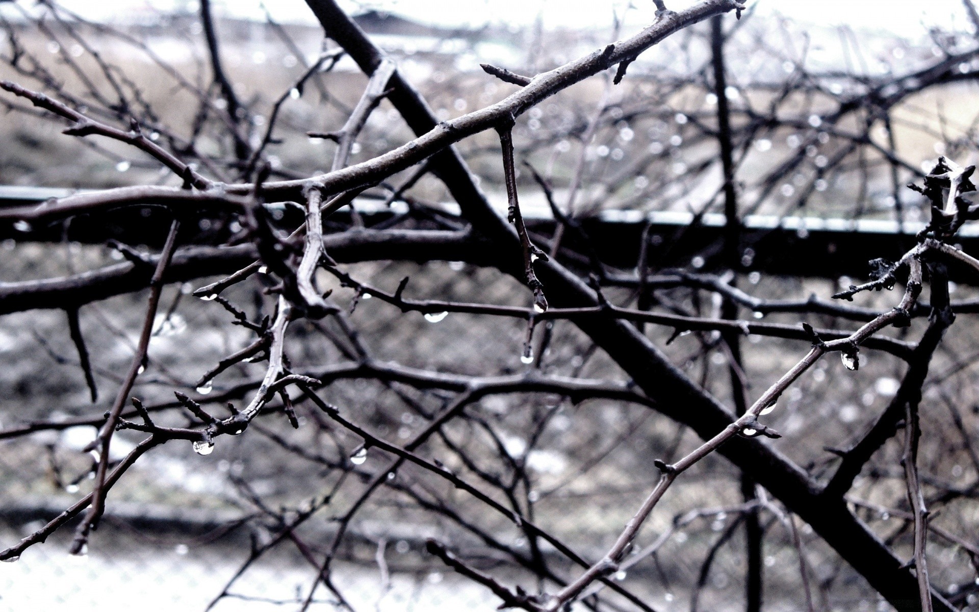 autumn tree nature winter desktop outdoors wood branch environment landscape season fence flora sky