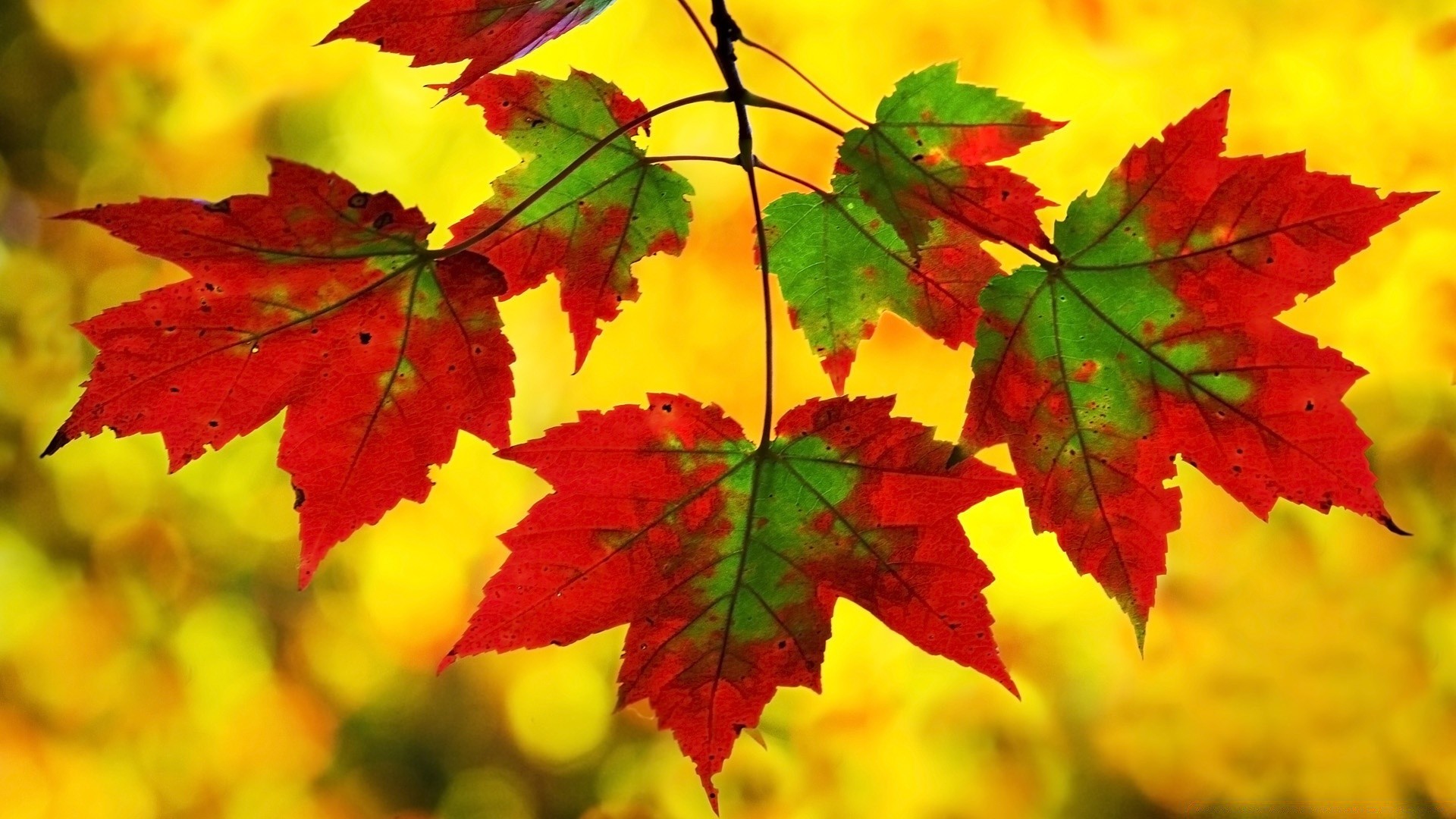 autumn leaf fall maple nature bright season flora color lush change fair weather outdoors growth vibrant