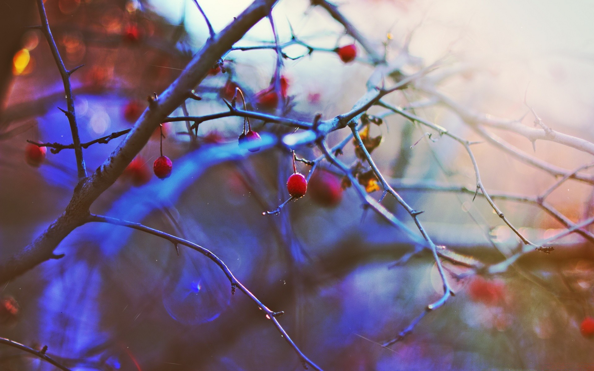 autumn blur winter tree color nature outdoors branch light biology season