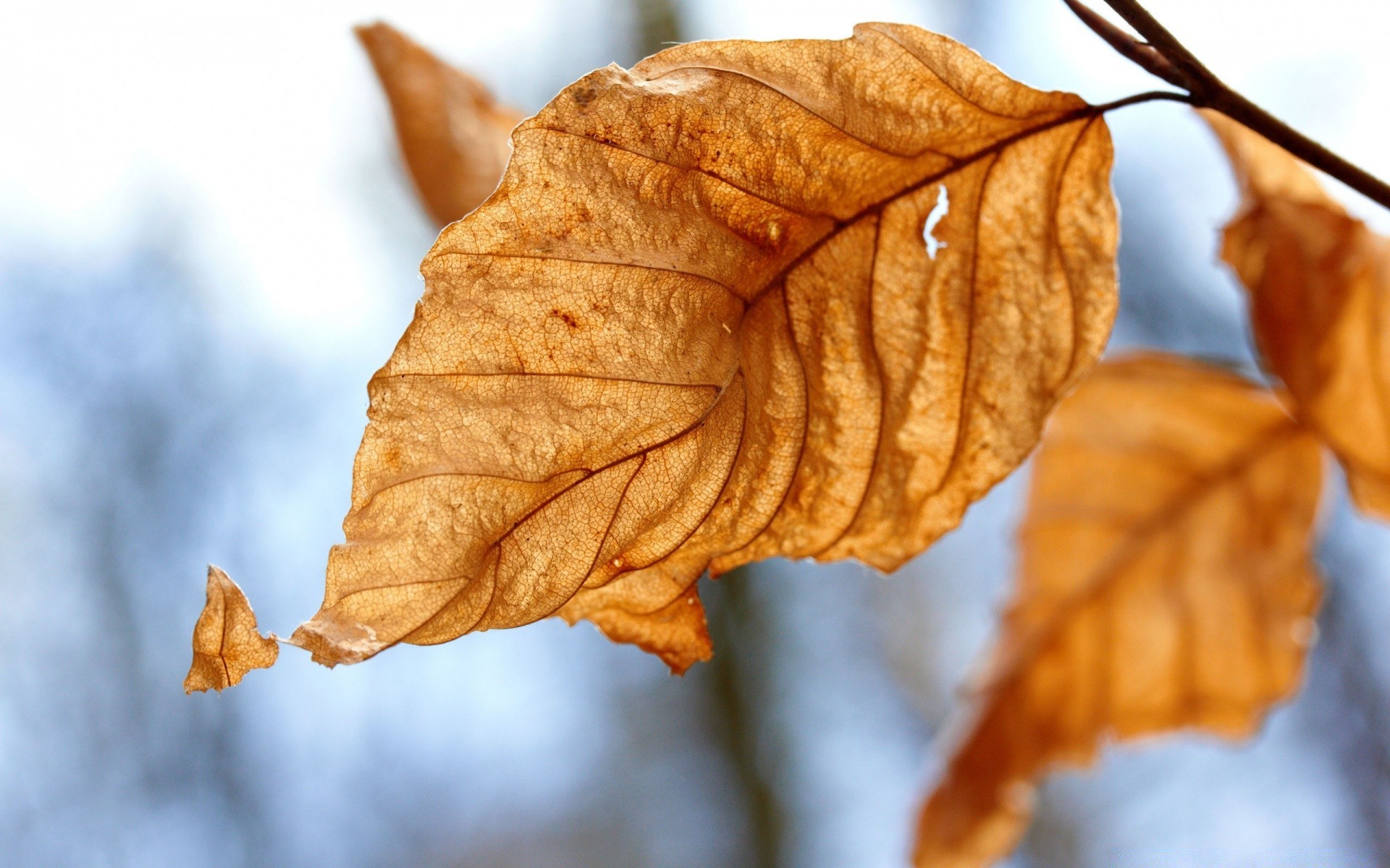 jesień jesień liść natura drzewo flora klon sezon oddział drewno suche złoto na zewnątrz zima kolor światło jasne dobra pogoda