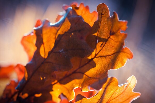 Herbstlaub, unscharfer Hintergrund