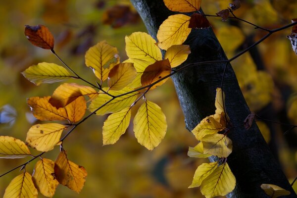 Arbre sur lequel les branches avec des feuilles jaunes