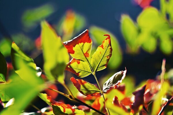 Feuilles d arbres desséchées