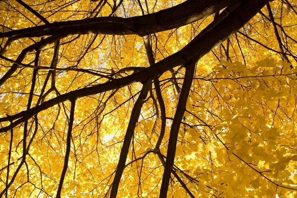 Corona de árbol que prueba la corona de oro