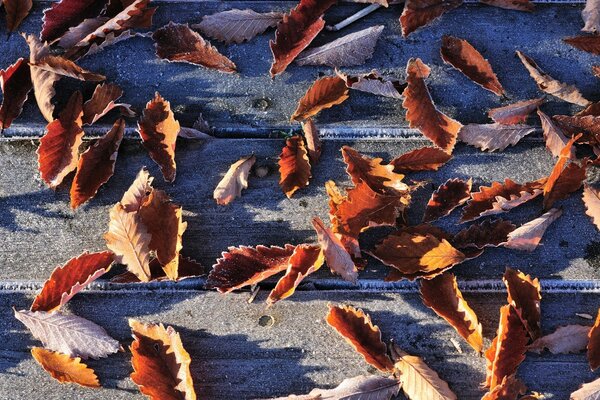 Fallen leaves on gray asphalt