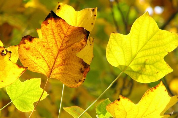 Hojas de arce brillantes en otoño