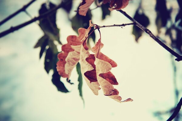 Autumn finale. Autumn leaves on trees