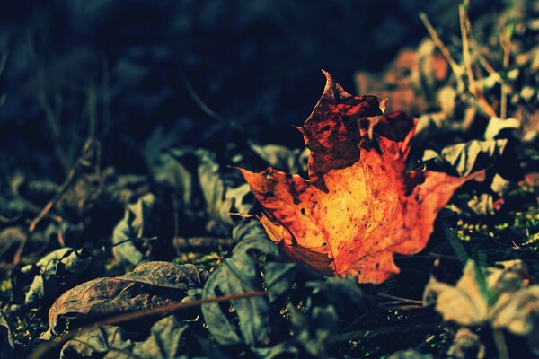 Feuille jaune se trouve sur l herbe verte