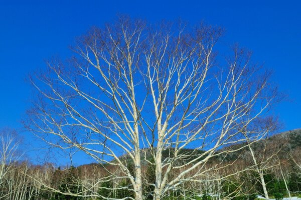 Árbol desnudo en el cielo azul