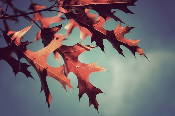 Foglie d autunno contro il cielo