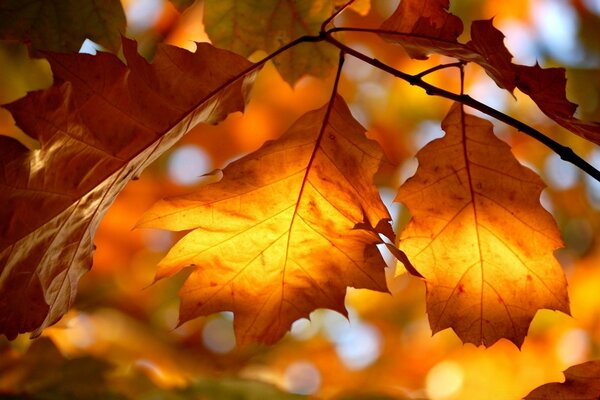 Enorme árbol de arce de otoño