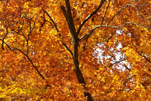 A tree with autumn foliage in season