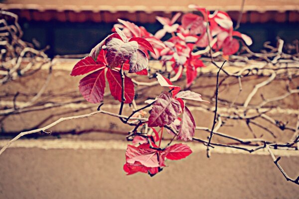 Follaje rojo del arbusto trepador