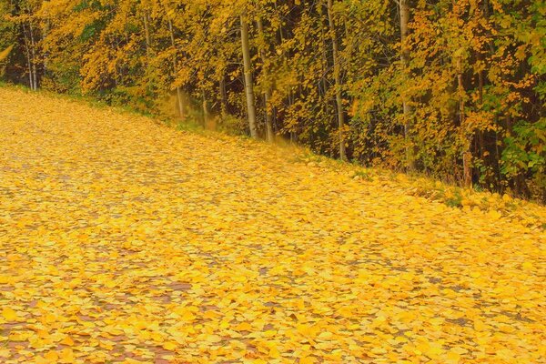 Chute des feuilles. Bois feuillu. Automne