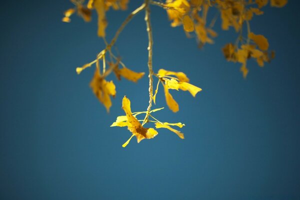 A flower with its colors in autumn