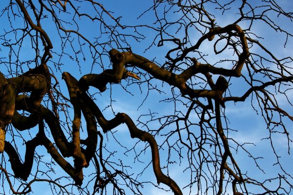 Baum auf Himmelshintergrund