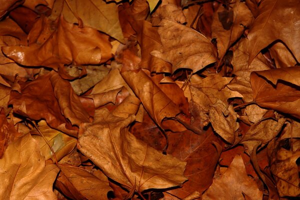 Textured wallpaper of autumn leaves