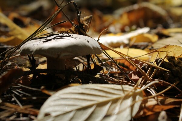 Einsamer Pilz am Waldrand