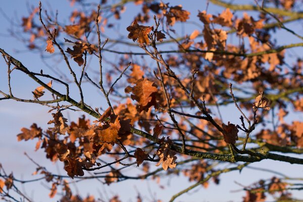 Albero con foglie gialle in autunno