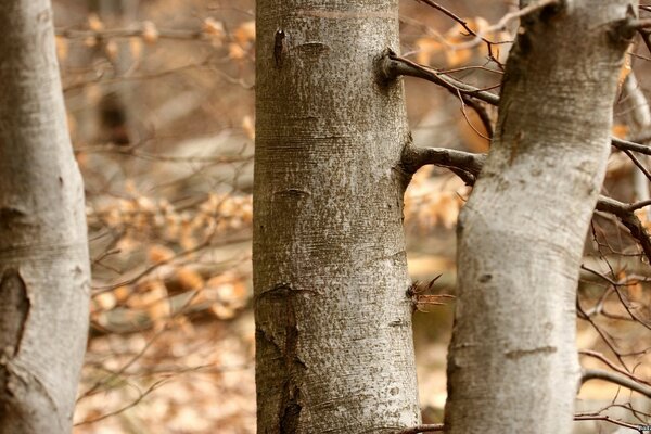 Écorce sur un arbre en automne