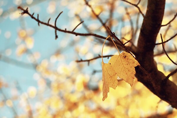 Blätter im Herbst im Vorfeld des Winters