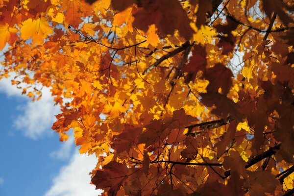 Maple tree with beautiful foliage in autumn