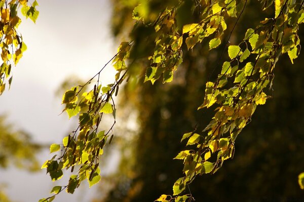 Ein kalter Wind wirbelt die Blätter