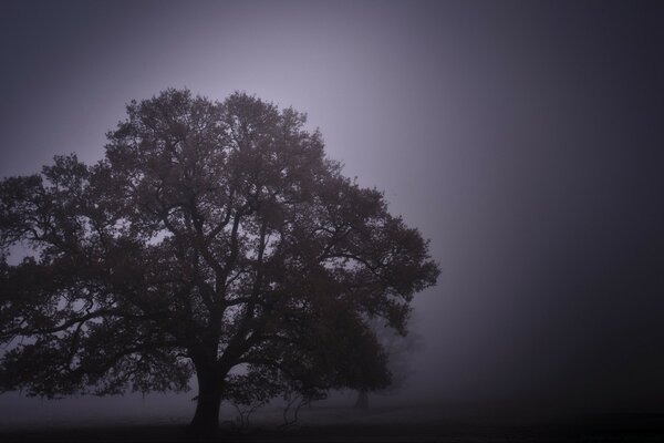 Un árbol solitario en el silencio de la noche