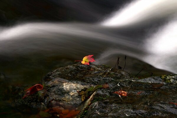 Herbstliche Landschaft. Das klare Wasser des Flusses trägt ein gefallenes Blatt