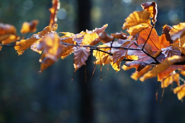 Autumn leaves on a tree branch