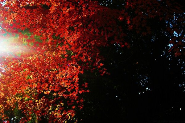 Der helle Herbst ist mit seinem Laub prakrot