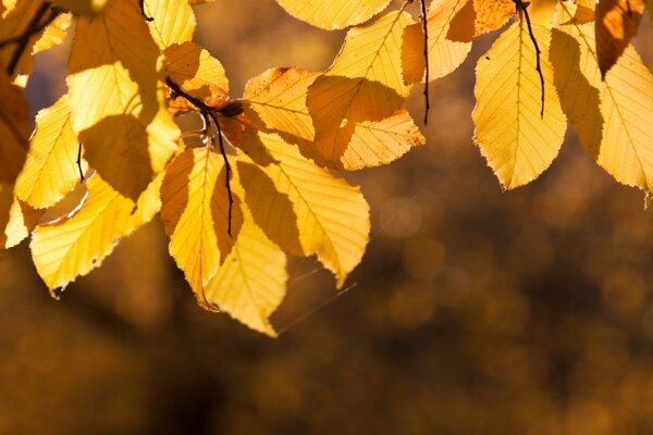 Saison d automne de la nature. Feuilles