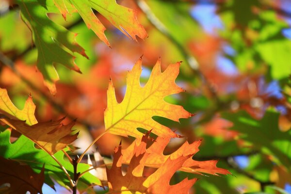 La foglia d autunno chiama a scuola