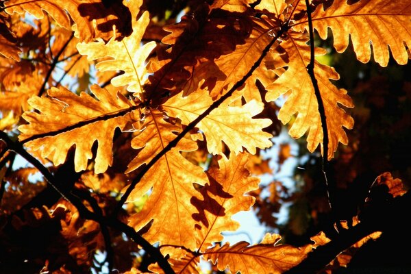 The sun shines through the oak leaves