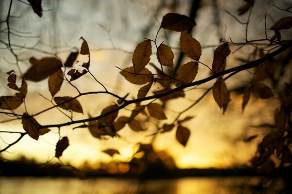 Hermosa puesta de sol de otoño en el fondo del río