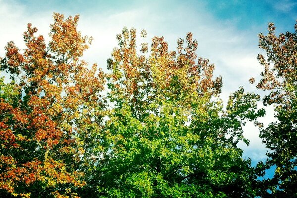 Frühherbst. Bäume bereiten sich auf den Wechsel der Jahreszeiten vor