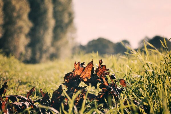 Autumn leaves outdoors