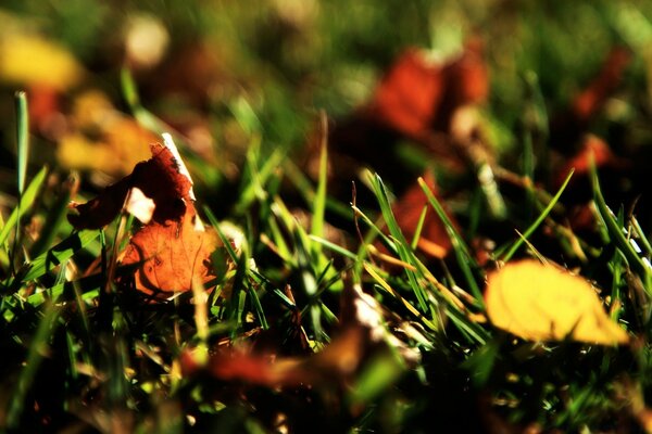 A picture of grass with autumn foliage