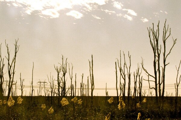 Deserto de outono seco escuro