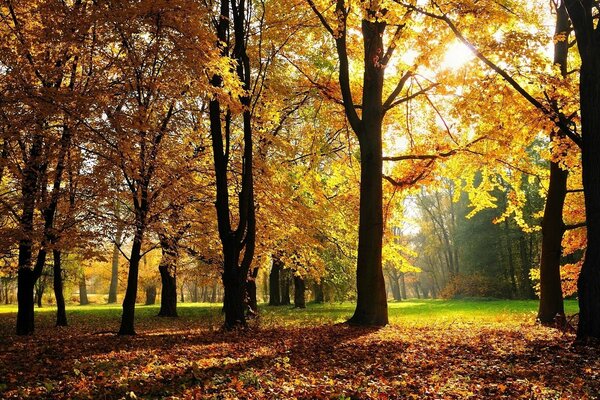 Herbstbaum und Herbstblatt