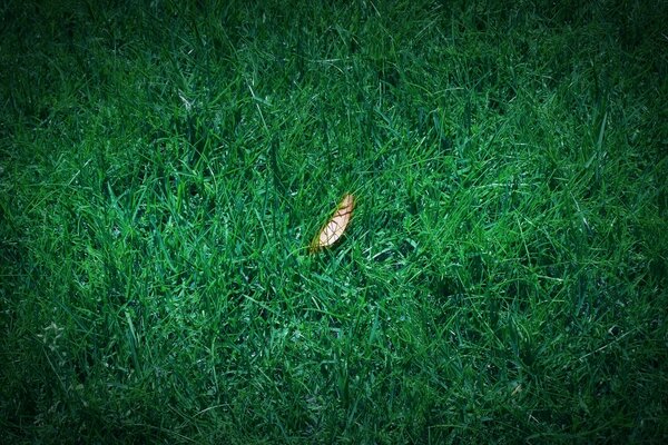 Insectes sur l herbe à l échelle