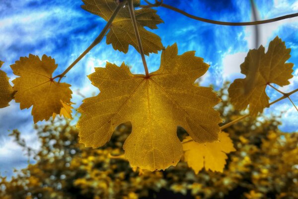 Herbstliches Ahornblatt auf Himmelshintergrund