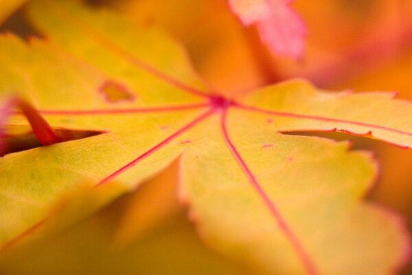 Autumn leaf in macro photography