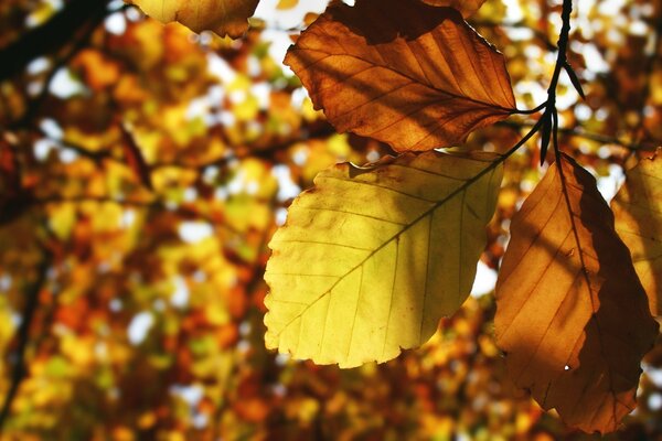 Árbol de otoño, naturaleza cerca