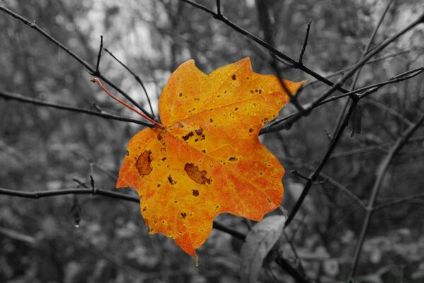 Feuille d érable solitaire automne