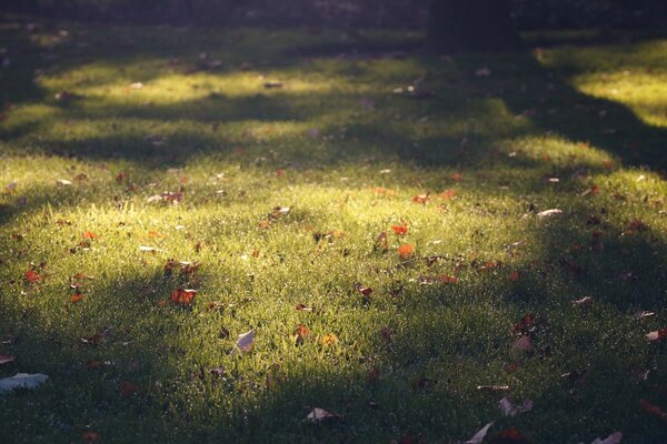 Nature on the background of mown grass