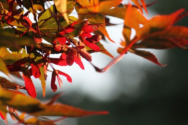 Foglie rosse su un ramo su sfondo grigio