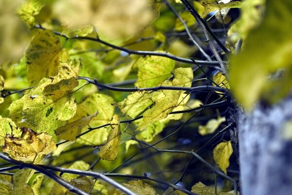 Paysage d automne avec des feuilles