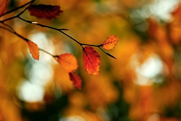 Retrato de follaje de otoño